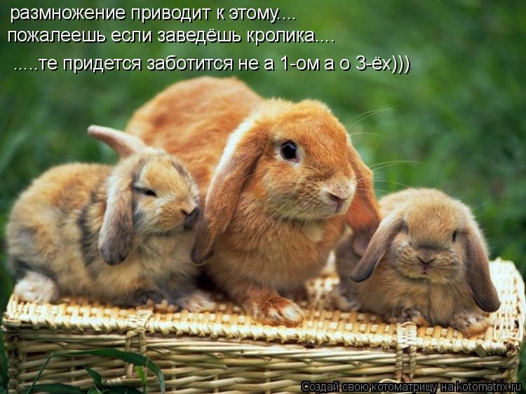 размножение приводит к этому.... пожалеешь если заведёшь кролика.... .....те придется заботится не а ... Котоматрица: размножение приводит к этому.... пожалеешь если заведёшь кролика.... .....те придется заботится не а 1-ом а о 3-ёх)))