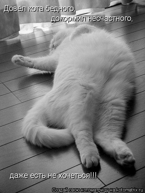 Довёл кота бедного, докормил несчастного, даже есть не хочеться!!!... Котоматрица: Довёл кота бедного, докормил несчастного, даже есть не хочеться!!!