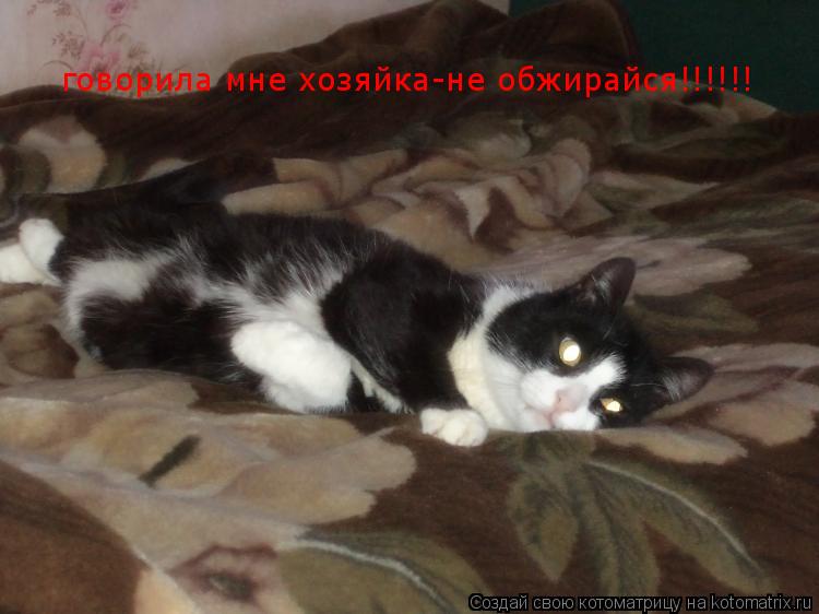 говорила мне хозяйка-не обжирайся!!!!!!... Котоматрица: говорила мне хозяйка-не обжирайся!!!!!!