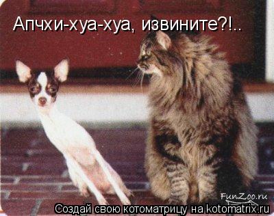 Апчхи-хуа-хуа, извините?!..... Котоматрица: Апчхи-хуа-хуа, извините?!..