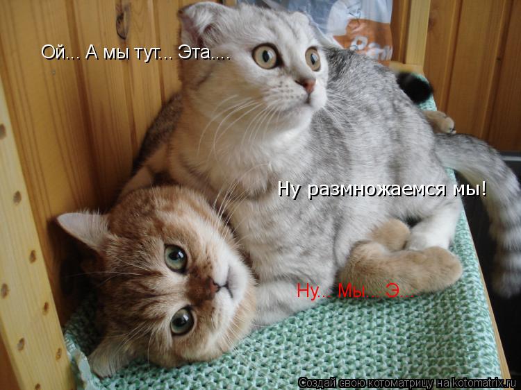 Котоматрица: Ой... А мы тут... Эта....  Ну... Мы... Э... Ну размножаемся мы!