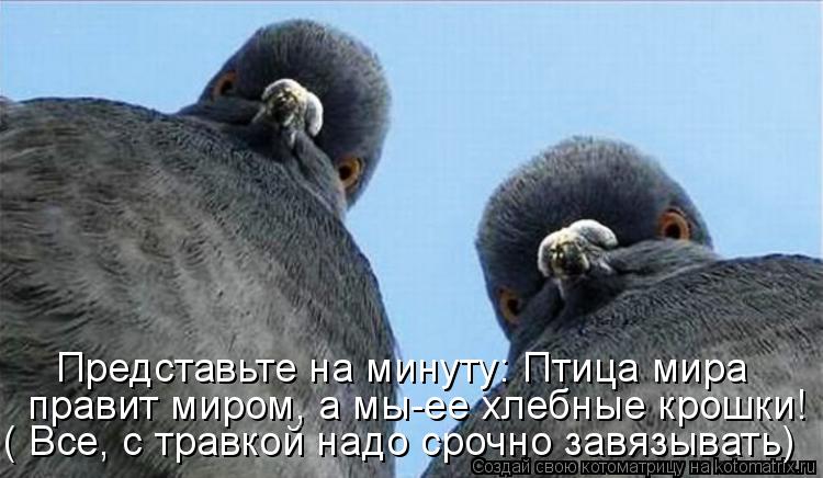 Котоматрица: Представьте на минуту: Птица мира  ( Все, с травкой надо срочно завязывать)  правит миром, а мы-ее хлебные крошки!