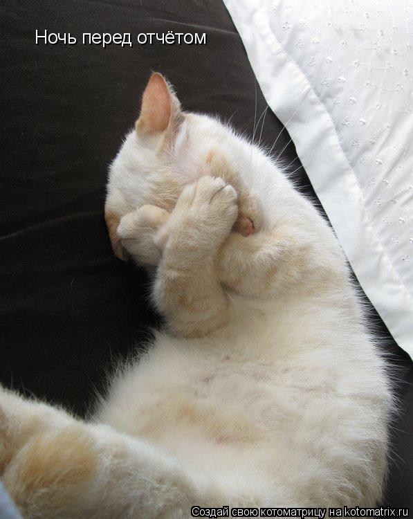 Котоматрица: Ночь перед отчётом