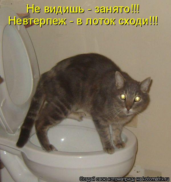Котоматрица: Не видишь - занято!!! Невтерпеж - в лоток сходи!!!