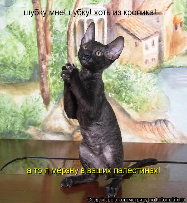 Котоматрица: шубку мне!шубку! хоть из кролика!  а то я мёрзну в ваших палестинах!