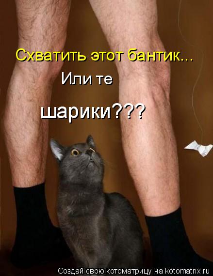 Схватить этот бантик... Или те шарики???... Котоматрица: Схватить этот бантик... Или те шарики???