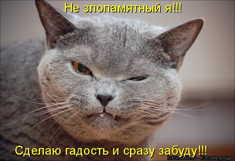 Не злопамятный я!!! Сделаю гадость и сразу забуду!!!... Котоматрица: Не злопамятный я!!! Сделаю гадость и сразу забуду!!!
