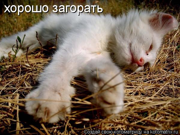 хорошо загорать... Котоматрица: хорошо загорать