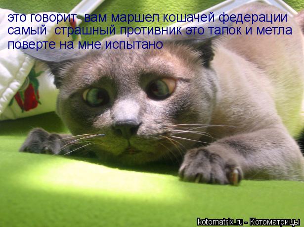 это говорит вам маршел кошачей федерации самый страшный противник это тапок и метла поверте на мне ... Котоматрица: это говорит вам маршел кошачей федерации самый страшный противник это тапок и метла поверте на мне испытано