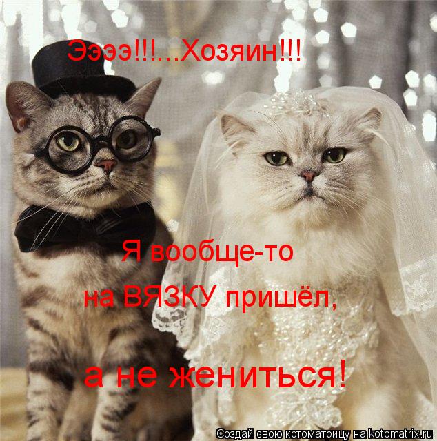 Ээээ!!!...Хозяин!!! Я вообще-то на ВЯЗКУ пришёл, а не жениться!... Котоматрица: Ээээ!!!...Хозяин!!! Я вообще-то на ВЯЗКУ пришёл, а не жениться!