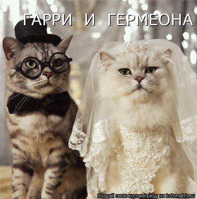 ГАРРИ И ГЕРМЕОНА... Котоматрица: ГАРРИ И ГЕРМЕОНА