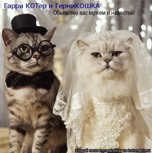 Гарри КОТер и ГермиКОШКА Обьявляю вас мужем и невестой!... Котоматрица: Гарри КОТер и ГермиКОШКА Обьявляю вас мужем и невестой!