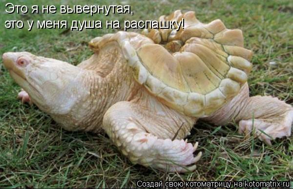 Это я не вывернутая, это у меня душа на распашку! это у меня душа на распашку!... Котоматрица: Это я не вывернутая, это у меня душа на распашку! это у меня душа на распашку!
