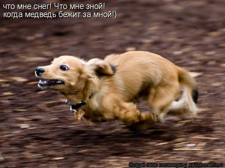 что мне снег! Что мне зной! когда медведь бежит за мной!)... Котоматрица: что мне снег! Что мне зной! когда медведь бежит за мной!)