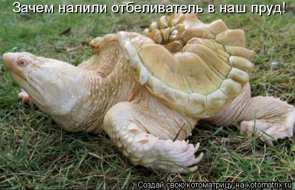 Зачем налили отбеливатель в наш пруд!... Котоматрица: Зачем налили отбеливатель в наш пруд!