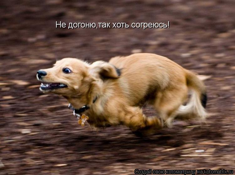Не догоню,так хоть согреюсь!... Котоматрица: Не догоню,так хоть согреюсь!