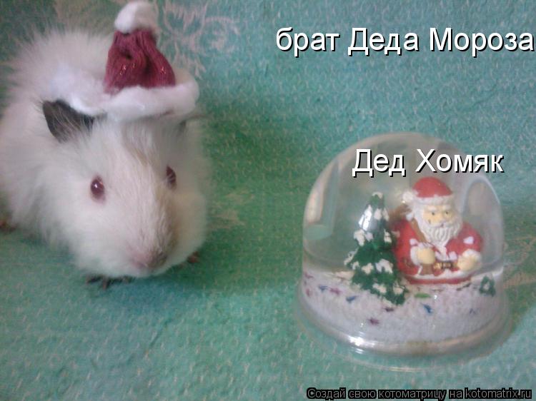 брат Деда Мороза Дед Хомяк... Котоматрица: брат Деда Мороза Дед Хомяк