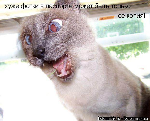 хуже фотки в паспорте может быть только ее копия!... Котоматрица: хуже фотки в паспорте может быть только ее копия!