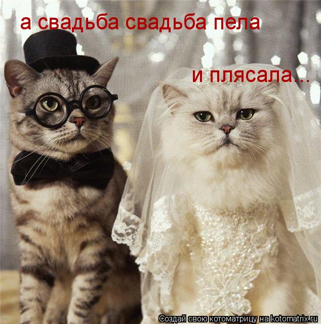 а свадьба свадьба пела и плясала...... Котоматрица: а свадьба свадьба пела и плясала...
