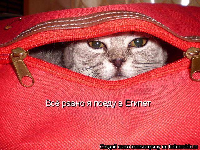 Всё равно я поеду в Египет... Котоматрица: Всё равно я поеду в Египет