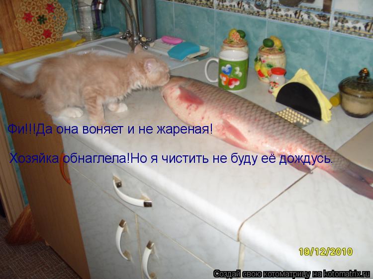 Фи!!!Да она воняет и не жареная! Хозяйка обнаглела!Но я чистить не буду её дождусь.... Котоматрица: Фи!!!Да она воняет и не жареная! Хозяйка обнаглела!Но я чистить не буду её дождусь.