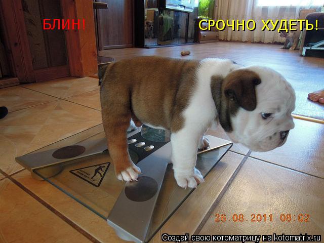 БЛИН! СРОЧНО ХУДЕТЬ!... Котоматрица: БЛИН! СРОЧНО ХУДЕТЬ!