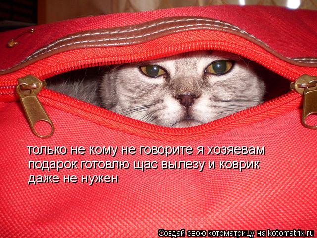 только не кому не говорите я хозяевам подарок готовлю щас вылезу и коврик даже не нужен... Котоматрица: только не кому не говорите я хозяевам подарок готовлю щас вылезу и коврик даже не нужен