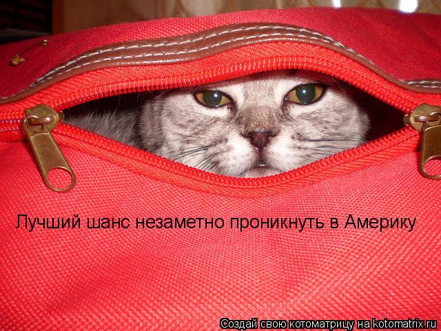 Лучший шанс незаметно проникнуть в Америку... Котоматрица: Лучший шанс незаметно проникнуть в Америку