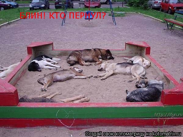 БЛИН! КТО ПЕРНУЛ?... Котоматрица: БЛИН! КТО ПЕРНУЛ?