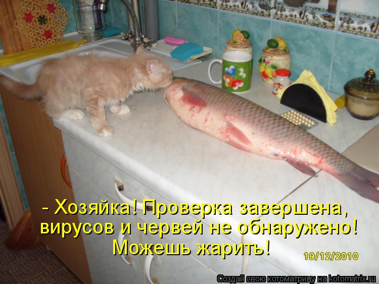 - Хозяйка! Проверка завершена, вирусов и червей не обнаружено! Можешь жарить!... Котоматрица: - Хозяйка! Проверка завершена, вирусов и червей не обнаружено! Можешь жарить!