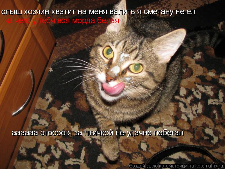слыш хозяин хватит на меня валить я сметану не ел -а чего у тебя вся морда белая аааааа этоооо я за п... Котоматрица: слыш хозяин хватит на меня валить я сметану не ел -а чего у тебя вся морда белая аааааа этоооо я за птичкой не удачно побегал