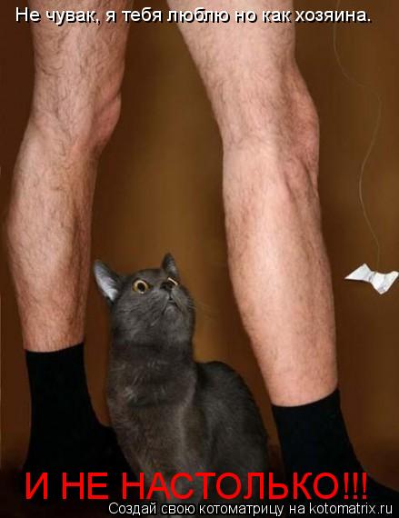 Не чувак, я тебя люблю но как хозяина. И НЕ НАСТОЛЬКО!!!... Котоматрица: Не чувак, я тебя люблю но как хозяина. И НЕ НАСТОЛЬКО!!!