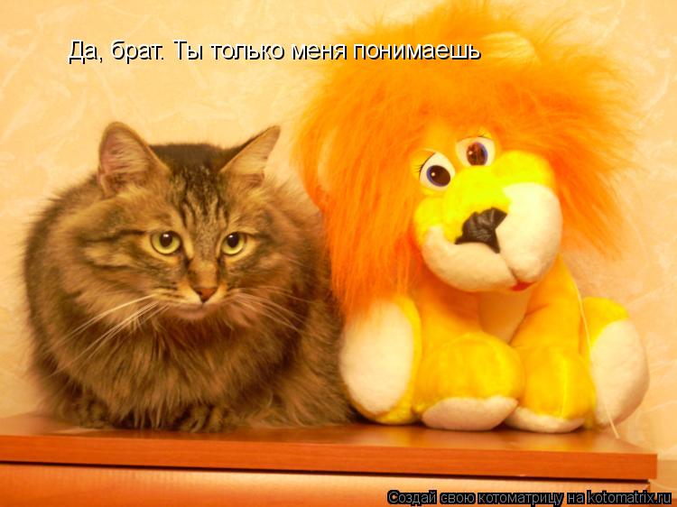 Да, брат. Ты только меня понимаешь... Котоматрица: Да, брат. Ты только меня понимаешь