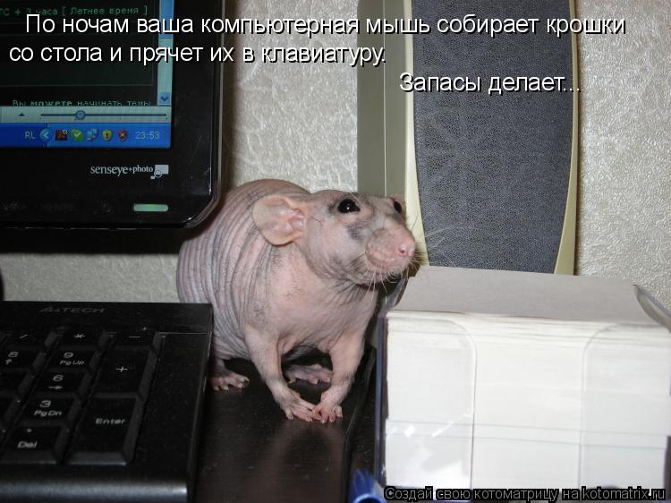 По ночам ваша компьютерная мышь собирает крошки со стола и прячет их в клавиатуру. Запасы делает..... Котоматрица: По ночам ваша компьютерная мышь собирает крошки со стола и прячет их в клавиатуру. Запасы делает...