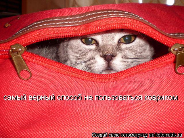 самый верный способ не пользоваться ковриком... Котоматрица: самый верный способ не пользоваться ковриком