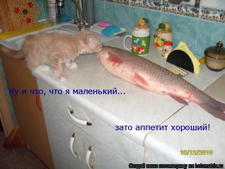 Ну и что, что я маленький... зато аппетит хороший!... Котоматрица: Ну и что, что я маленький... зато аппетит хороший!