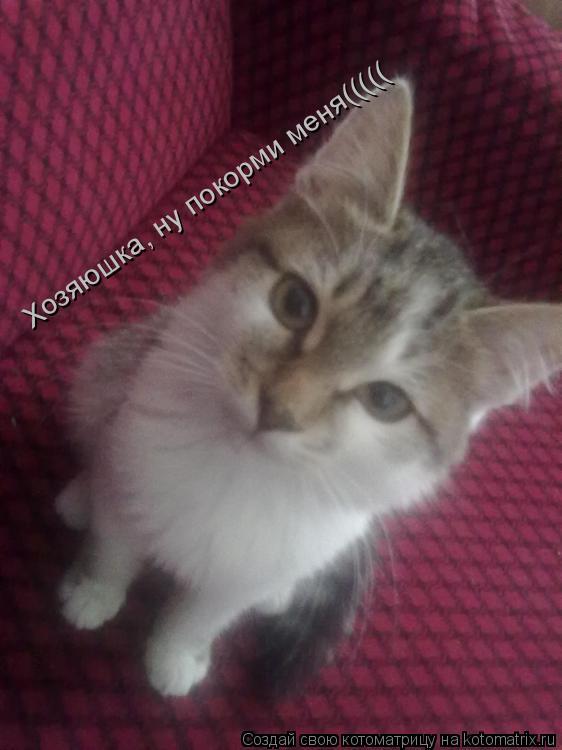 Хозяюшка, ну покорми меня(((((... Котоматрица: Хозяюшка, ну покорми меня(((((