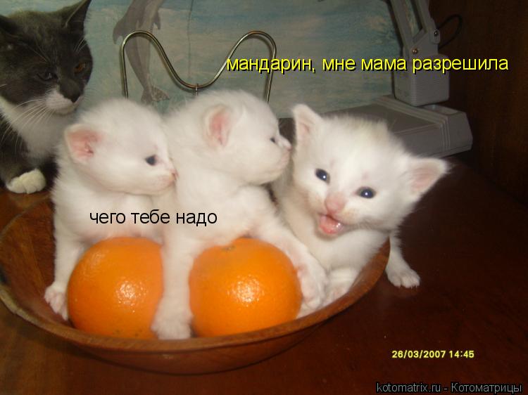 чего тебе надо мандарин, мне мама разрешила... Котоматрица: чего тебе надо мандарин, мне мама разрешила