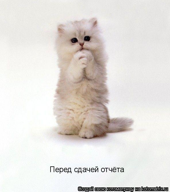 Перед сдачей отчёта... Котоматрица: Перед сдачей отчёта