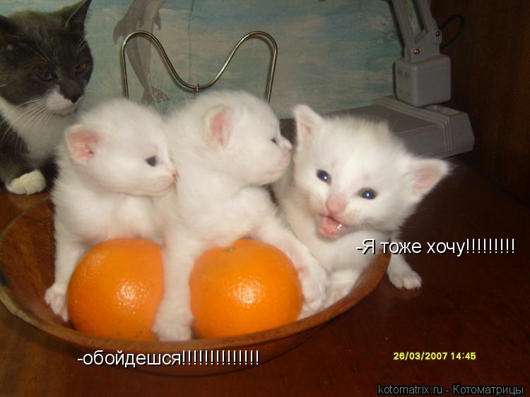 -Я тоже хочу!!!!!!!!! -обойдешся!!!!!!!!!!!!!!... Котоматрица: -Я тоже хочу!!!!!!!!! -обойдешся!!!!!!!!!!!!!!