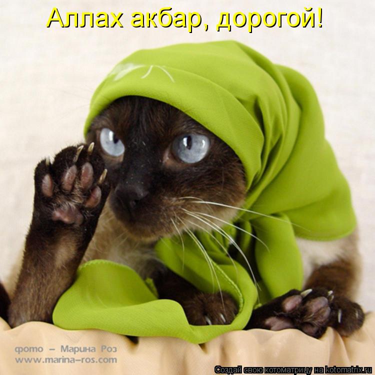 Аллах акбар, дорогой!... Котоматрица: Аллах акбар, дорогой!