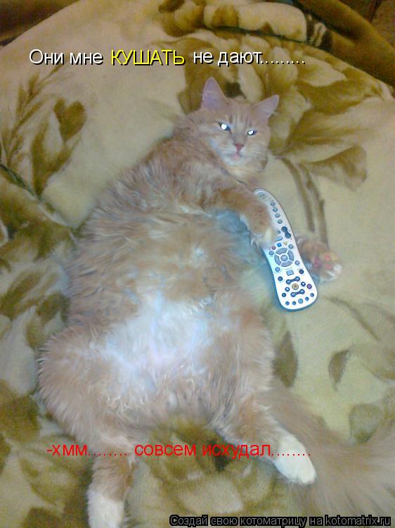 Они мне КУШАТЬ не дают......... -хмм........ совсем исхудал........... Котоматрица: Они мне КУШАТЬ не дают......... -хмм........ совсем исхудал........