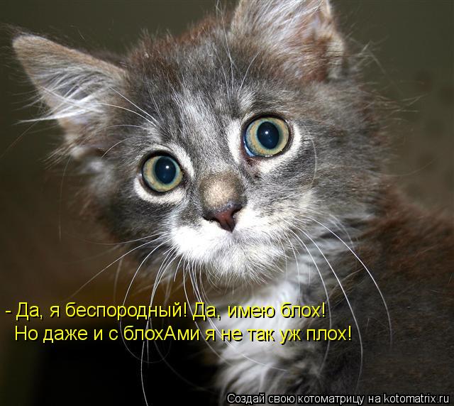 - Да, я беспородный! Да, имею блох! Но даже и с блохАми я не так уж плох!... Котоматрица: - Да, я беспородный! Да, имею блох! Но даже и с блохАми я не так уж плох!