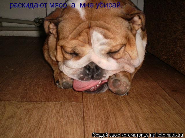 раскидают мясо, а мне убирай.... Котоматрица: раскидают мясо, а мне убирай.