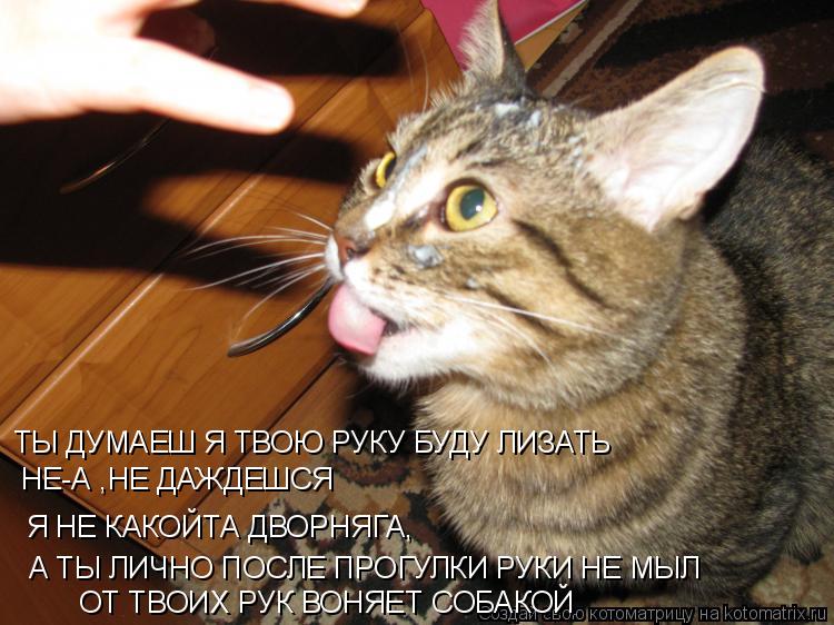 ТЫ ДУМАЕШ Я ТВОЮ РУКУ БУДУ ЛИЗАТЬ НЕ-А ,НЕ ДАЖДЕШСЯ Я НЕ КАКОЙТА ДВОРНЯГА, А ТЫ ЛИЧНО ПОСЛЕ ПРОГУЛКИ ... Котоматрица: ТЫ ДУМАЕШ Я ТВОЮ РУКУ БУДУ ЛИЗАТЬ НЕ-А ,НЕ ДАЖДЕШСЯ Я НЕ КАКОЙТА ДВОРНЯГА, А ТЫ ЛИЧНО ПОСЛЕ ПРОГУЛКИ РУКИ НЕ МЫЛ ОТ ТВОИХ РУК ВОНЯЕТ СОБАКОЙ