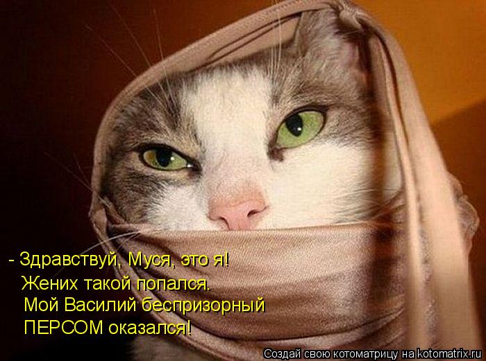 Котоматрица: - Здравствуй, Муся, это я! Жених такой попался… Мой Василий беспризорный ПЕРСОМ оказался!