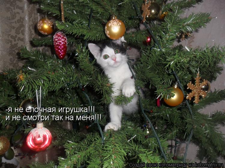 -я не елочная игрушка!!! и не смотри так на меня!!!... Котоматрица: -я не елочная игрушка!!! и не смотри так на меня!!!
