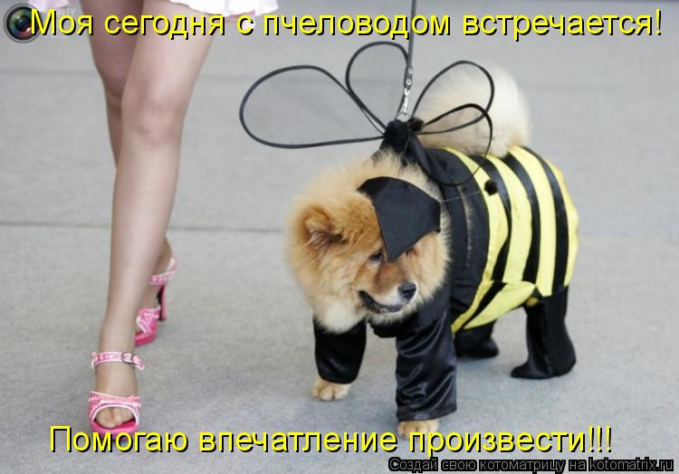 Моя сегодня с пчеловодом встречается! Помогаю впечатление произвести!!!... Котоматрица: Моя сегодня с пчеловодом встречается! Помогаю впечатление произвести!!!