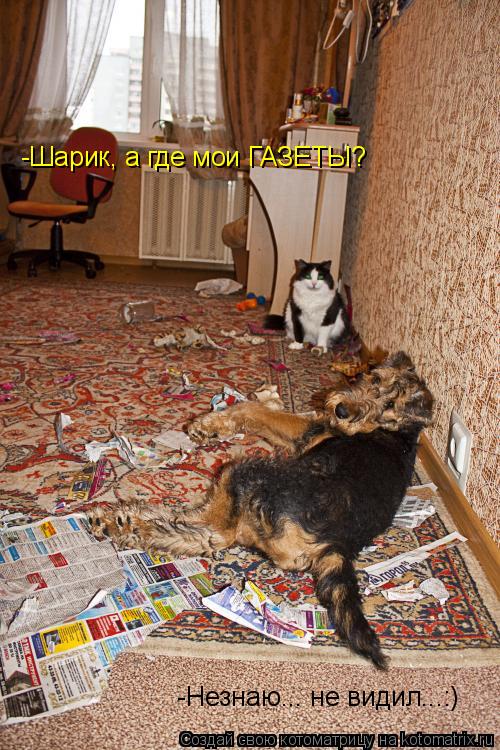 -Шарик, а где мои ГАЗЕТЫ? -Незнаю... не видил...:)... Котоматрица: -Шарик, а где мои ГАЗЕТЫ? -Незнаю... не видил...:)
