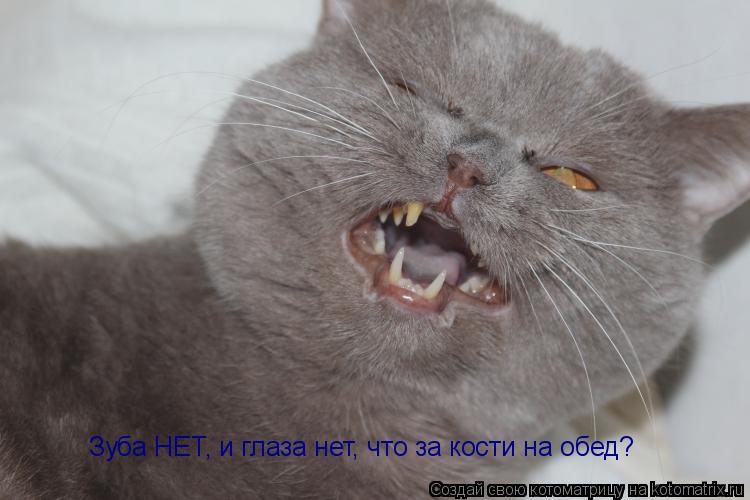 Зуба НЕТ, и глаза нет, что за кости на обед?... Котоматрица: Зуба НЕТ, и глаза нет, что за кости на обед?